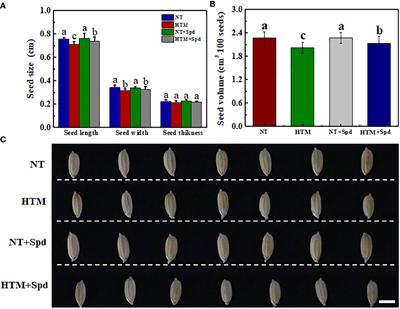 Spermidine enhances heat tolerance of rice seeds during mid-filling stage and promote subsequent seed germination